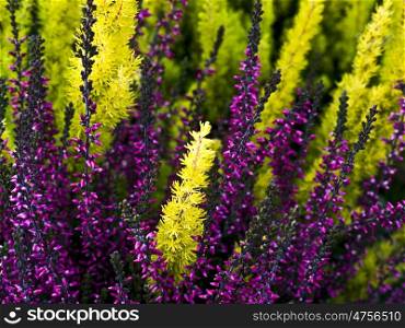 Erika-gruen-lila. heather in different colors in the summer