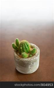 Eriocactus leninghausii cactus