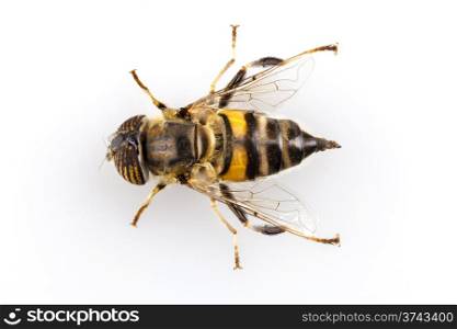 Eristalinus taeniops hoverfly isolated oin white background. Eristalinus taeniops is a species of hoverfly similar in appearance to bees or wasps Also known as the band-eyed drone fly isolated on white background