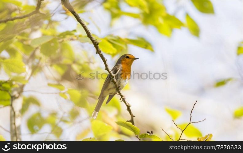 erithacus rubecula, robin perched on a branch