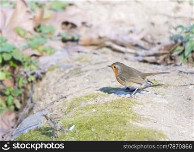 erithacus rubecula, robin perched on a branch