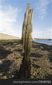 Eroded wooden pillar by the sea.