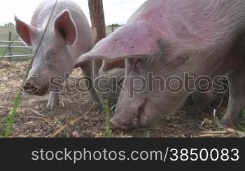 Es werden mampfende Schweine im Stall gezeigt, die auf der Suche nach weiterem Futter sind.