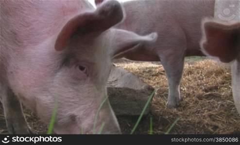 Es werden Schweine im Stall gezeigt, die auf der Suche nach Futter sind und dabei mampfen und grunzen.