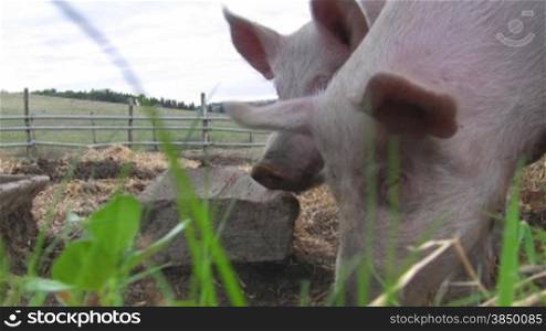 Es werden Schweine im Stall gezeigt, die auf der Suche nach Futter sind.
