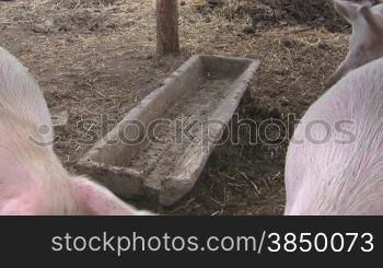 Es werden Schweine im Stall gezeigt, die im Futtertrog essen suchen und dabei ein wenig quietschen.