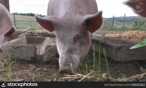 Es werden Schweine im Stall gezeigt, die nach Futter suchen.
