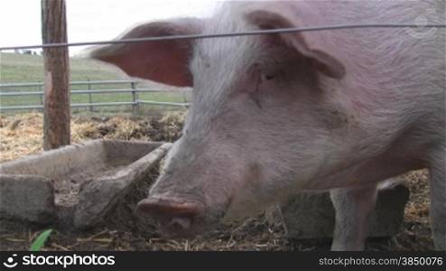 Es wird ein quiekendes Schwein im Stall gezeigt und im Hintergrund sieht man den leeren Futtertrog.