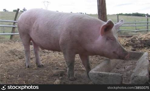 Es wird ein Schwein im Stall gezeigt, das im Futtertrog essen sucht und dabei ein wenig quietscht.