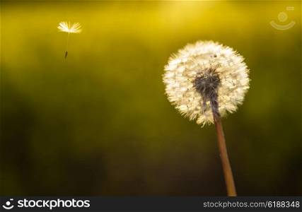 Escape explore journey concept photograph of dandelion flower clock with one seed flying away