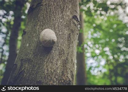 Escargot snail on a tree in a green forest