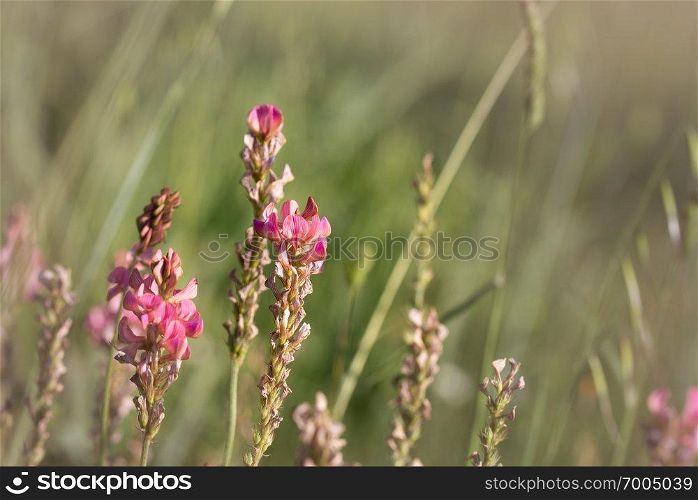 Esparcet pink flowers ,Onobrychis viciifolia on natural background. Esparcet pink flowers ,Onobrychis viciifolia