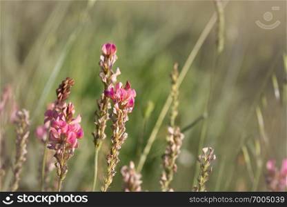 Esparcet pink flowers ,Onobrychis viciifolia on natural background. Esparcet pink flowers ,Onobrychis viciifolia