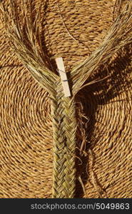 Esparto halfah grass used for crafts as cords basketry and espadrilles