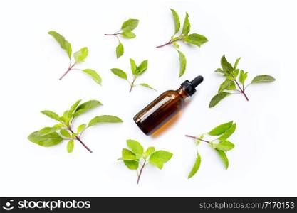 Essential oil with fresh holy basil leaves on white background.