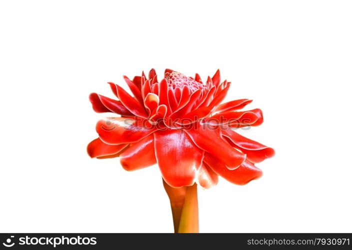 Etlingera elatior blooming ion white background