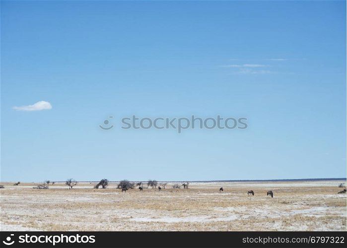 Etosha park in Namibia