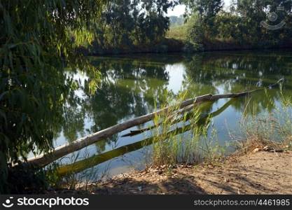 Eucaliptus and river in Nahal Alexander national park, Israel