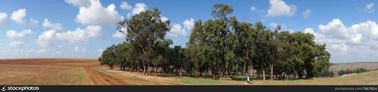 Eucaliptus grove and farmland in rural Israel