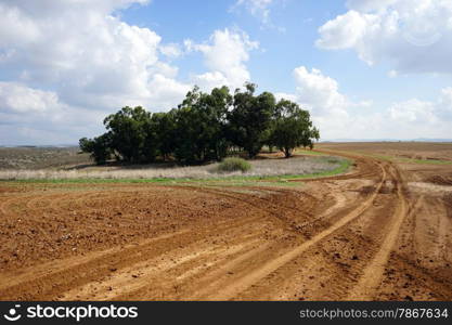 Eucaliptus grove and farmland in rural Israel