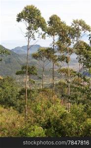Eucaliptus trees near crater Kawah Putih, Indonesia