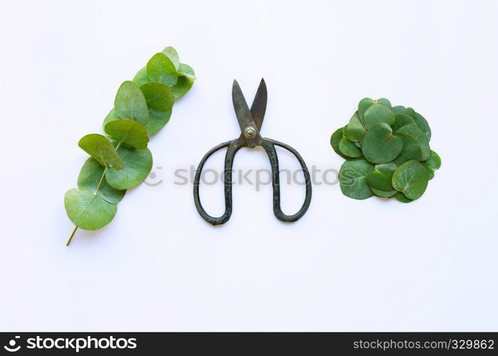 Eucalyptus and vintage scissors on white background