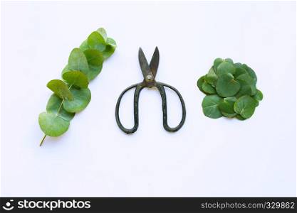 Eucalyptus and vintage scissors on white background