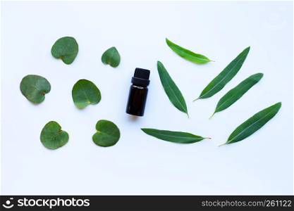 Eucalyptus aromatherapy essential oil with green ecalyptus leaves on white
