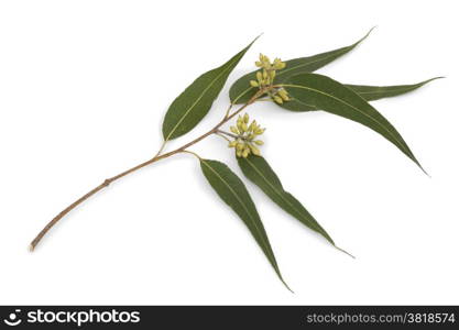Eucalyptus branch and leaves on white background