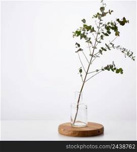 eucalyptus branch in a transparent glass vase on a white background