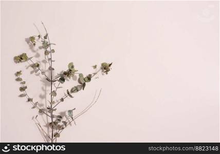 Eucalyptus branch on a beige background, top view. Copy space