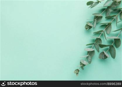 Eucalyptus branches on a gentle green background. Natural background