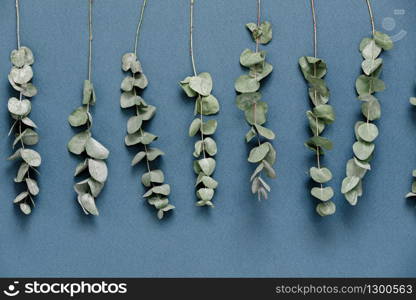 Eucalyptus branches on blue background, top view. Eucalyptus branches on blue background, top view.