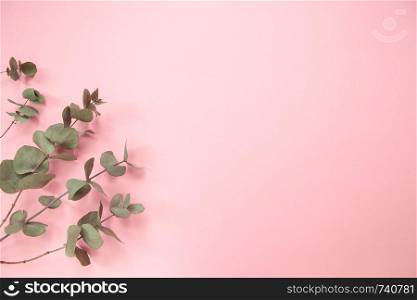 Eucalyptus branches on millennial pink background. Flat lay. Copy space.