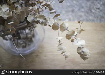 Eucalyptus dried leaves branch in vase, stock photo