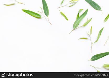 Eucalyptus essential oil bottle with leaves on white background.