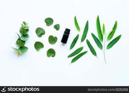 Eucalyptus essential oil on white background.