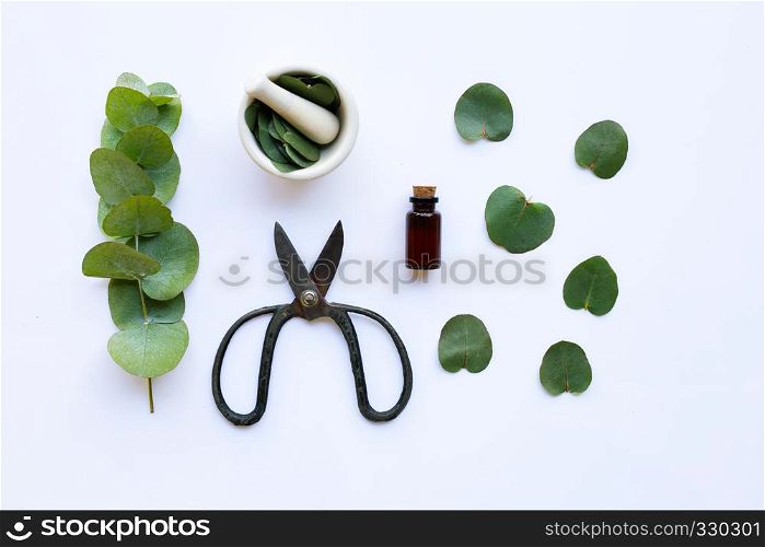 Eucalyptus essential oil with branch, leaves of eucalyptus and vintage scissors on white background