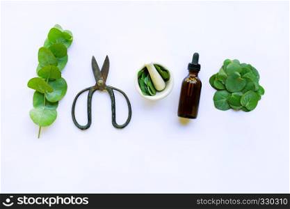Eucalyptus essential oil with branch, leaves of eucalyptus and vintage scissors on white background