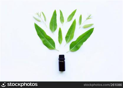 Eucalyptus essential oil with green leaves on white background.