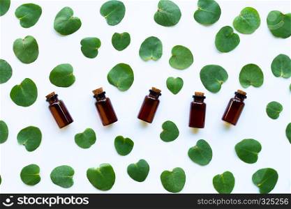 Eucalyptus essential oils with leaves on white
