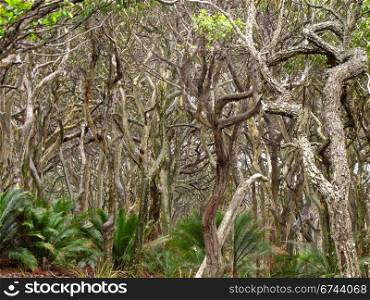 Eucalyptus forest formed by wind. Coastal eucalyptus forest formed by wind, australia