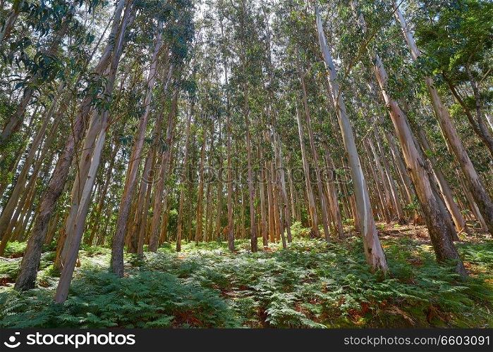 Eucalyptus forest in Galicia of Spain