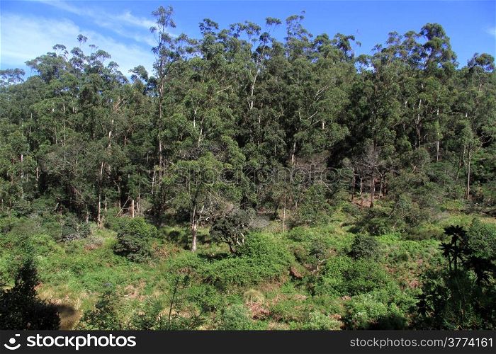 Eucalyptus forest in Horton plains national park, Sri Lanka