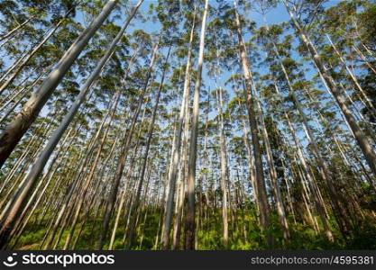 Eucalyptus forest in Sri Lanka
