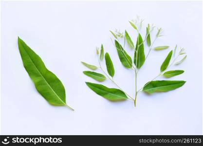 Eucalyptus leave and branch on white background.