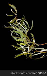 Eucalyptus leaves