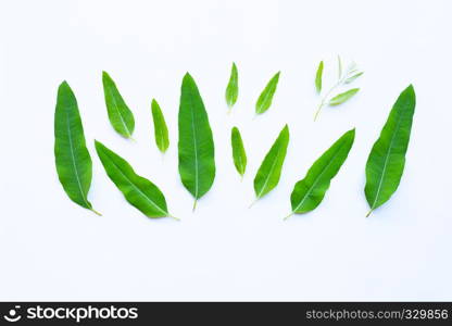 Eucalyptus leaves on white background.