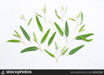 Eucalyptus leaves on white background.