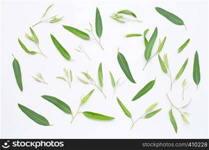 Eucalyptus leaves on white background.